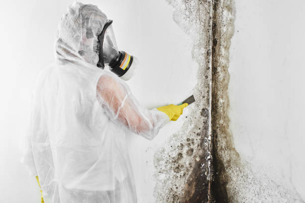 Best Mold Removal for HVAC Installations  in Almedia, PA